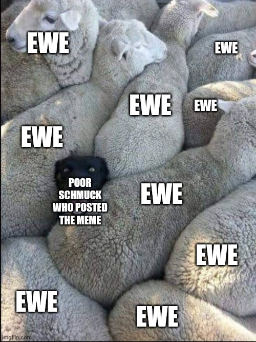 black sheep dog | POOR SCHMUCK WHO POSTED THE MEME EWE EWE EWE EWE EWE EWE EWE EWE EWE | image tagged in black sheep dog | made w/ Imgflip meme maker