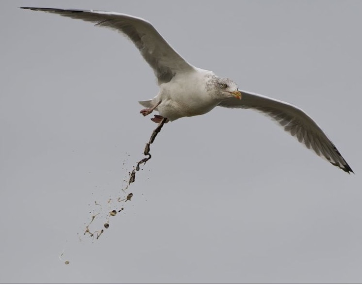 High Quality Seagull crap Blank Meme Template