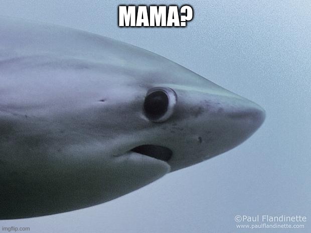 Awkward Shark | MAMA? | image tagged in awkward shark | made w/ Imgflip meme maker