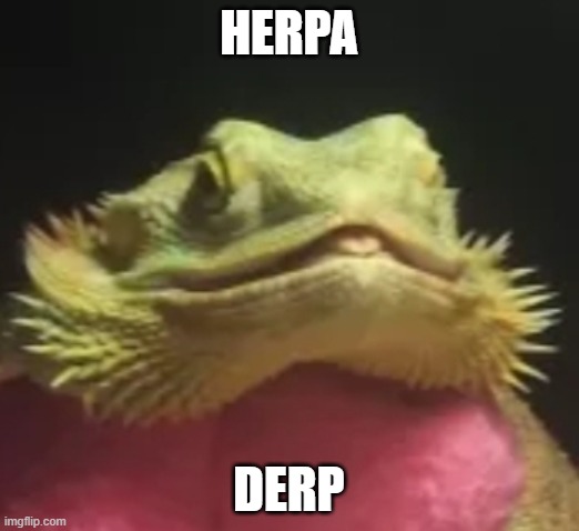 derpy herp | HERPA; DERP | image tagged in herp,derp,dragon,bearded,reptile | made w/ Imgflip meme maker