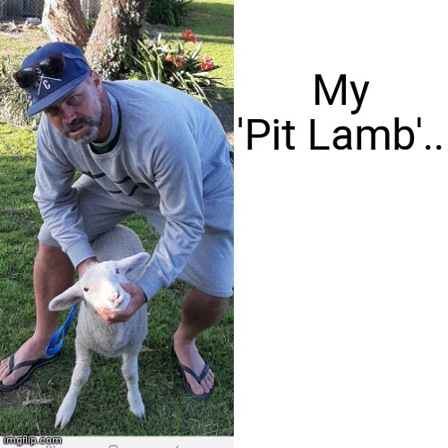 My Pitty | My
'Pit Lamb'.. | image tagged in pit bull,silence of the lambs,funny,change my mind,distracted boyfriend,donald trump | made w/ Imgflip meme maker