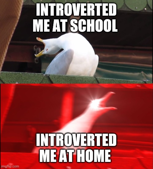 It's true because I'm the introverted kid in class | INTROVERTED ME AT SCHOOL; INTROVERTED ME AT HOME | image tagged in screaming bird | made w/ Imgflip meme maker