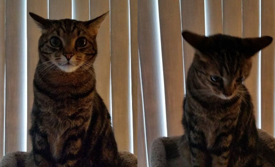 Disappointed Kitty Blank Meme Template