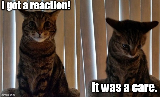 Disappointed Kitty | I got a reaction! It was a care. | image tagged in disappointed kitty,memes | made w/ Imgflip meme maker