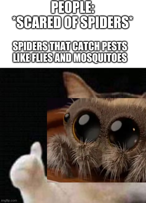 Jumping spider cute tho | PEOPLE: *SCARED OF SPIDERS*; SPIDERS THAT CATCH PESTS LIKE FLIES AND MOSQUITOES | image tagged in approved crying cat,spider | made w/ Imgflip meme maker