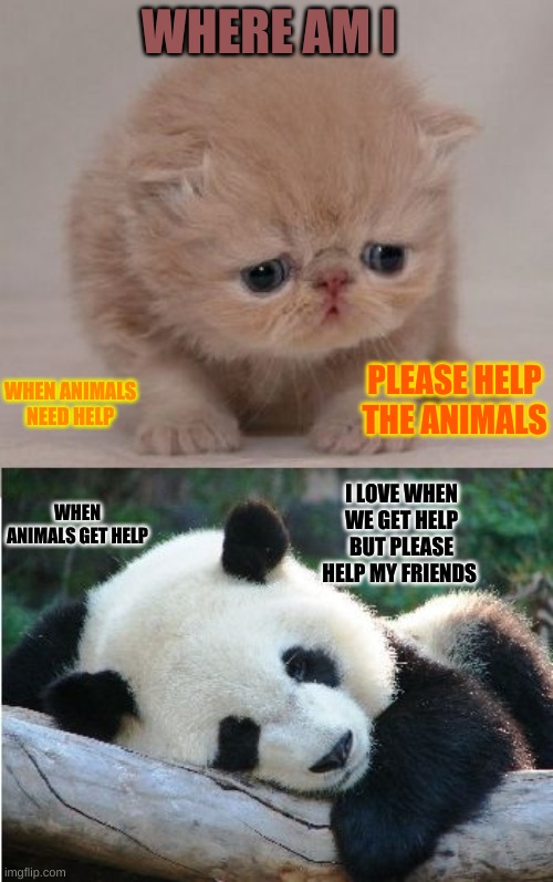 Cute animals | WHERE AM I; PLEASE HELP THE ANIMALS; WHEN ANIMALS NEED HELP; WHEN ANIMALS GET HELP; I LOVE WHEN WE GET HELP BUT PLEASE HELP MY FRIENDS | image tagged in cute animals | made w/ Imgflip meme maker