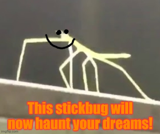 Uh oh! | This stickbug will now haunt your dreams! | image tagged in get stickbugged lol | made w/ Imgflip meme maker