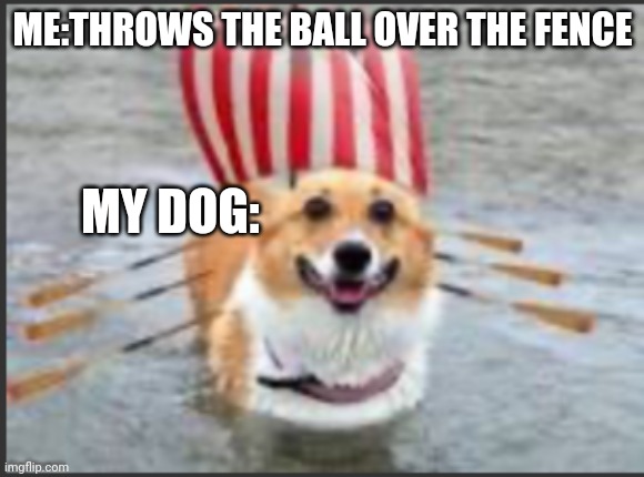 corgi ship | ME:THROWS THE BALL OVER THE FENCE; MY DOG: | image tagged in corgi ship | made w/ Imgflip meme maker