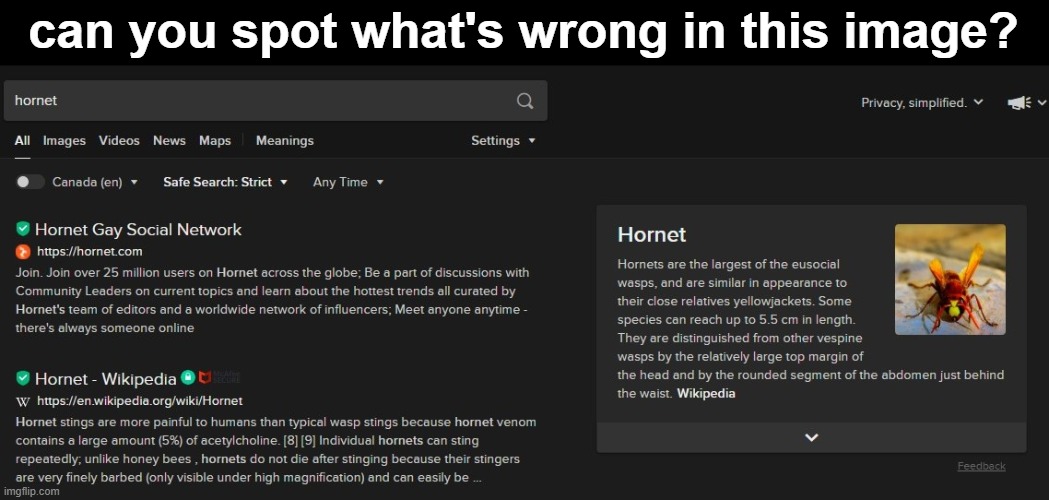Hornet | can you spot what's wrong in this image? | image tagged in google search,wikipedia,hornet,memes | made w/ Imgflip meme maker