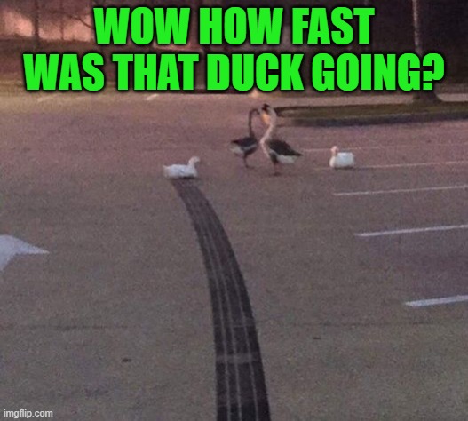dude slow down | WOW HOW FAST WAS THAT DUCK GOING? | image tagged in skid marks,ducks,kewlew | made w/ Imgflip meme maker