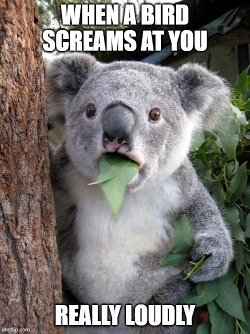 Surprised Koala | WHEN A BIRD SCREAMS AT YOU; REALLY LOUDLY | image tagged in memes,surprised koala | made w/ Imgflip meme maker