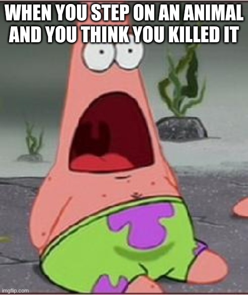 Omg | WHEN YOU STEP ON AN ANIMAL AND YOU THINK YOU KILLED IT | image tagged in omg | made w/ Imgflip meme maker