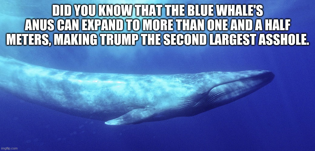 suddenly Trump supports whaling more | DID YOU KNOW THAT THE BLUE WHALE'S ANUS CAN EXPAND TO MORE THAN ONE AND A HALF METERS, MAKING TRUMP THE SECOND LARGEST ASSHOLE. | image tagged in whales,donald trump,biden 2020,stupid conservatives | made w/ Imgflip meme maker