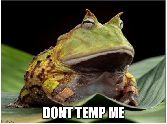 STRONG FROG | DONT TEMP ME | image tagged in hahahaha | made w/ Imgflip meme maker