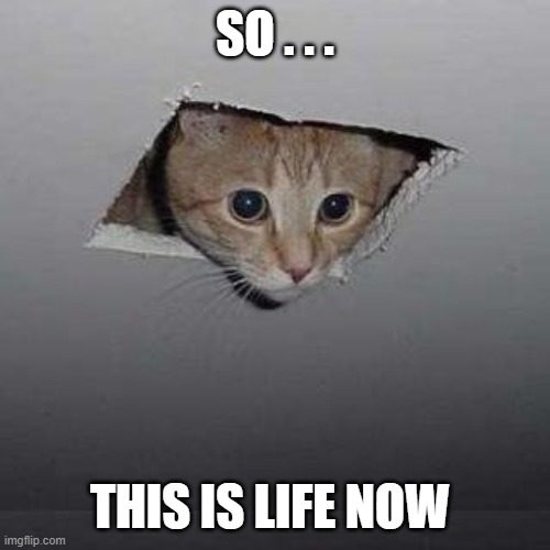 hard life | SO . . . THIS IS LIFE NOW | image tagged in memes,ceiling cat | made w/ Imgflip meme maker