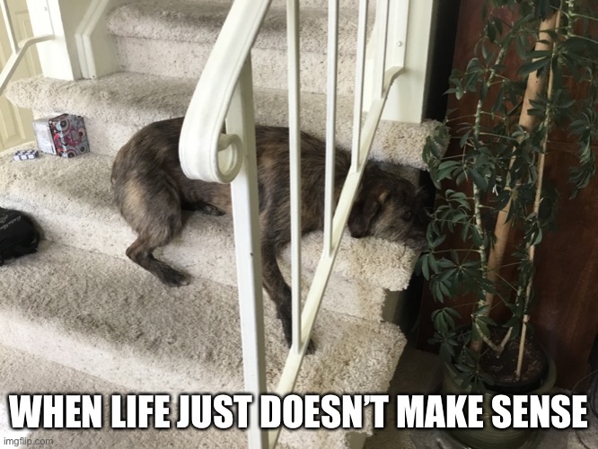 WHEN LIFE JUST DOESN’T MAKE SENSE | image tagged in memes,funny | made w/ Imgflip meme maker