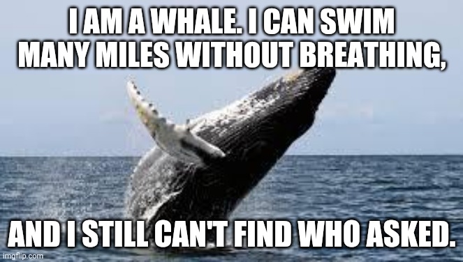 Whale. | I AM A WHALE. I CAN SWIM MANY MILES WITHOUT BREATHING, AND I STILL CAN'T FIND WHO ASKED. | image tagged in whale | made w/ Imgflip meme maker