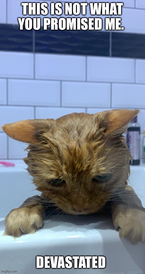 Cats cat  Bath meme pussy | THIS IS NOT WHAT YOU PROMISED ME. DEVASTATED | image tagged in grumpy cat,cats,pussy,funny memes | made w/ Imgflip meme maker