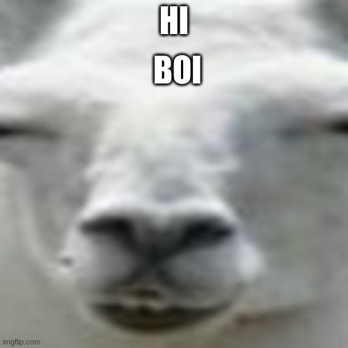 The constipated llama | BOI; HI | image tagged in llama,constipated | made w/ Imgflip meme maker