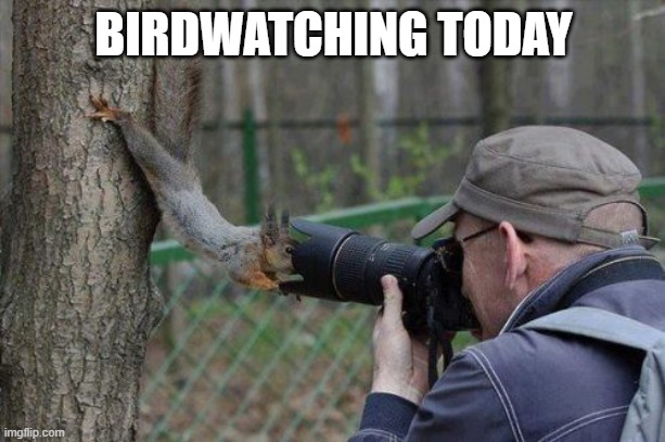 Jehovas Witness Squirrel Meme | BIRDWATCHING TODAY | image tagged in memes,jehovas witness squirrel | made w/ Imgflip meme maker