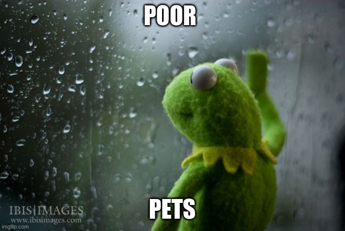 EEEEEEEEEEEEEEEEE | POOR; PETS | image tagged in kermit window | made w/ Imgflip meme maker