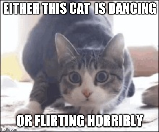 Weird cat | EITHER THIS CAT  IS DANCING; OR FLIRTING HORRIBLY | image tagged in funny memes | made w/ Imgflip meme maker