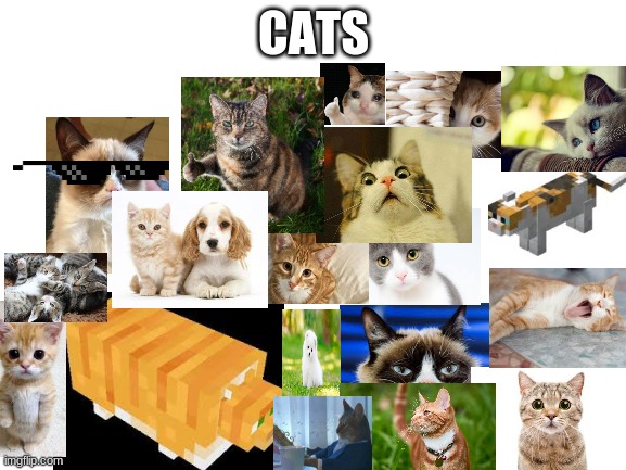Cats | CATS | image tagged in blank white template,grumpy cat,sad thumbs up cat,cats,i should buy a boat cat,scared cat | made w/ Imgflip meme maker