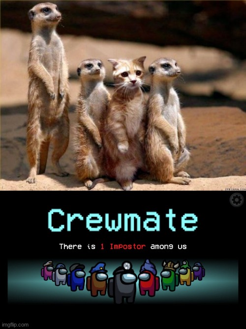 hmm, one of these meerkats looks like a meer-cat | image tagged in among us,fun | made w/ Imgflip meme maker