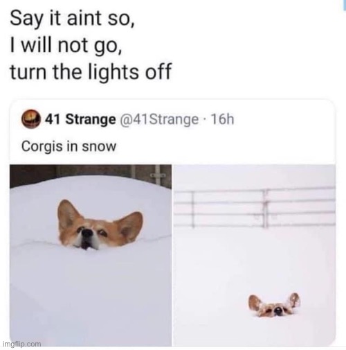 Corgis in snow | image tagged in corgis in snow | made w/ Imgflip meme maker