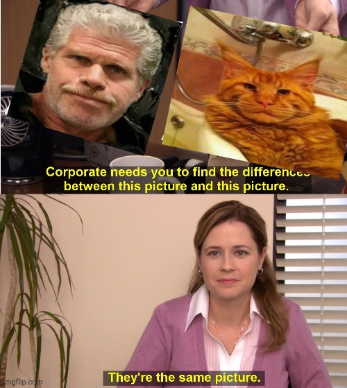 They're the same picture | image tagged in memes,they're the same picture,the office,cat,funny,pam | made w/ Imgflip meme maker