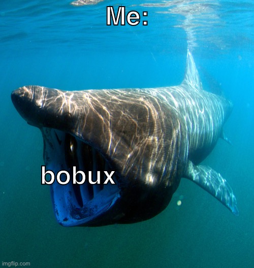 bobux | Me:; bobux | image tagged in when bobux,bobux,b o bu x | made w/ Imgflip meme maker