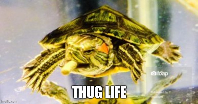 Turtle Thug | THUG LIFE | image tagged in turtle smoke weed | made w/ Imgflip meme maker