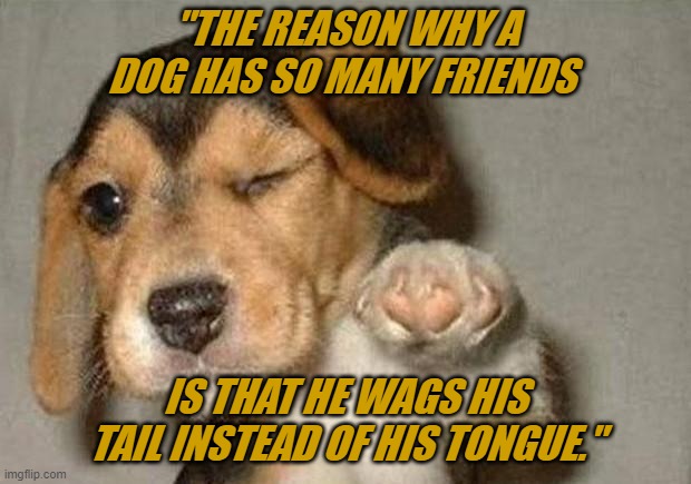 Winking Dog | "THE REASON WHY A DOG HAS SO MANY FRIENDS; IS THAT HE WAGS HIS TAIL INSTEAD OF HIS TONGUE." | image tagged in winking dog | made w/ Imgflip meme maker
