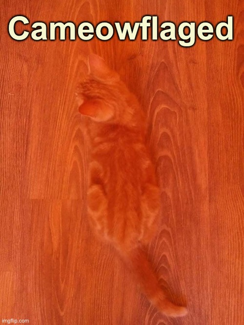 Ha Ha! Now You Can’t See Me | Cameowflaged | image tagged in funny memes,funny cats,funny cat memes,cats | made w/ Imgflip meme maker