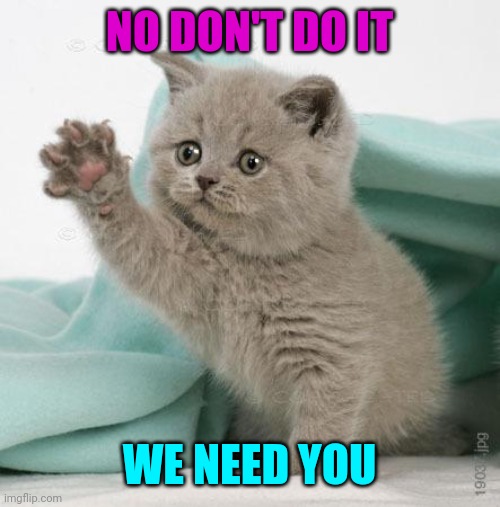 When one of the few girls who post in the stream leaves.  Miss you Timiddeer | NO DON'T DO IT; WE NEED YOU | image tagged in sad kitten | made w/ Imgflip meme maker