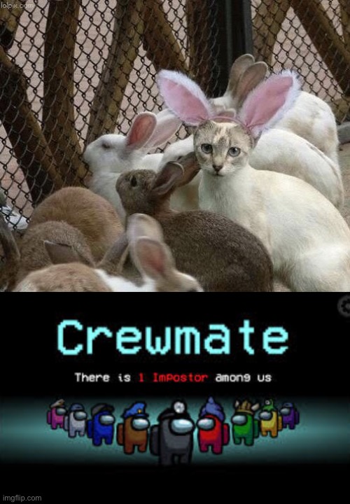 Cat is the imposter, the bunnies are all crewmate | image tagged in cat bunny ears imposter,there is 1 imposter among us | made w/ Imgflip meme maker