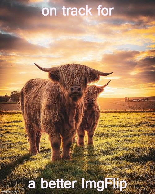 return of the highland cows [yes, i've seen them] | on track for; a better ImgFlip | image tagged in highland cows,cows | made w/ Imgflip meme maker