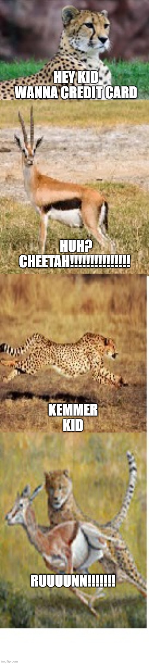 Cheetah | HEY KID WANNA CREDIT CARD; HUH? CHEETAH!!!!!!!!!!!!!!! KEMMER KID; RUUUUNN!!!!!!! | image tagged in grumpy cat | made w/ Imgflip meme maker