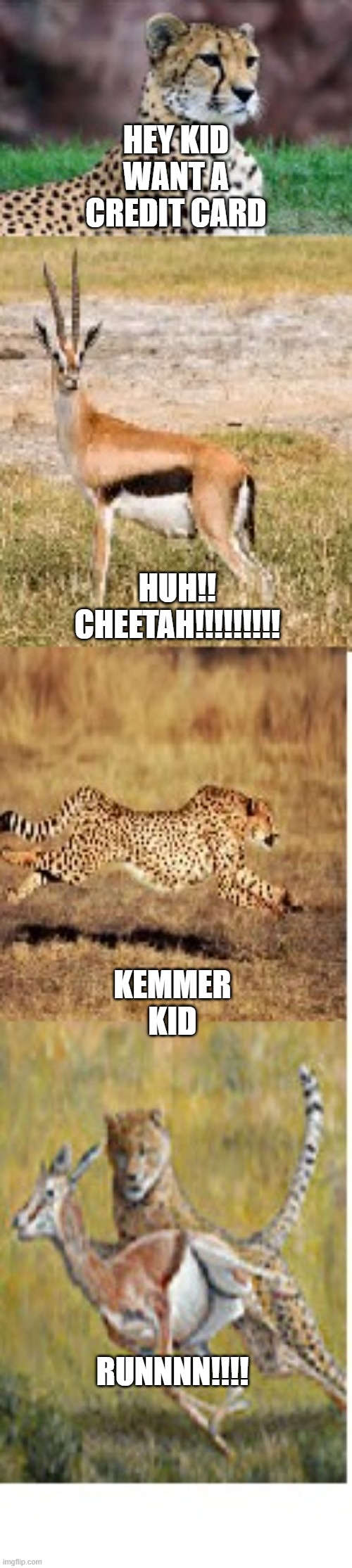Cheetah | HEY KID WANT A CREDIT CARD; HUH!! CHEETAH!!!!!!!!! KEMMER KID; RUNNNN!!!! | image tagged in credit card | made w/ Imgflip meme maker