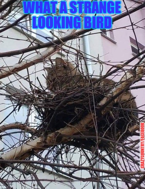 Bird | WHAT A STRANGE LOOKING BIRD; CRAZYCOUNTRY/FACEBOOK | image tagged in funny | made w/ Imgflip meme maker