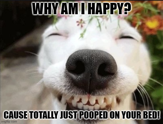 Dog + Smile = Poop | WHY AM I HAPPY? CAUSE TOTALLY JUST POOPED ON YOUR BED! | image tagged in dogs,silly,poop | made w/ Imgflip meme maker