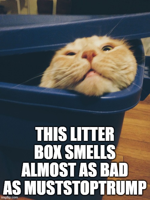 Cat peering out of a tote | THIS LITTER BOX SMELLS ALMOST AS BAD AS MUSTSTOPTRUMP | image tagged in cat peering out of a tote | made w/ Imgflip meme maker