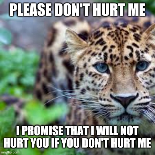 Don't hurt me | PLEASE DON'T HURT ME; I PROMISE THAT I WILL NOT HURT YOU IF YOU DON'T HURT ME | image tagged in memes | made w/ Imgflip meme maker