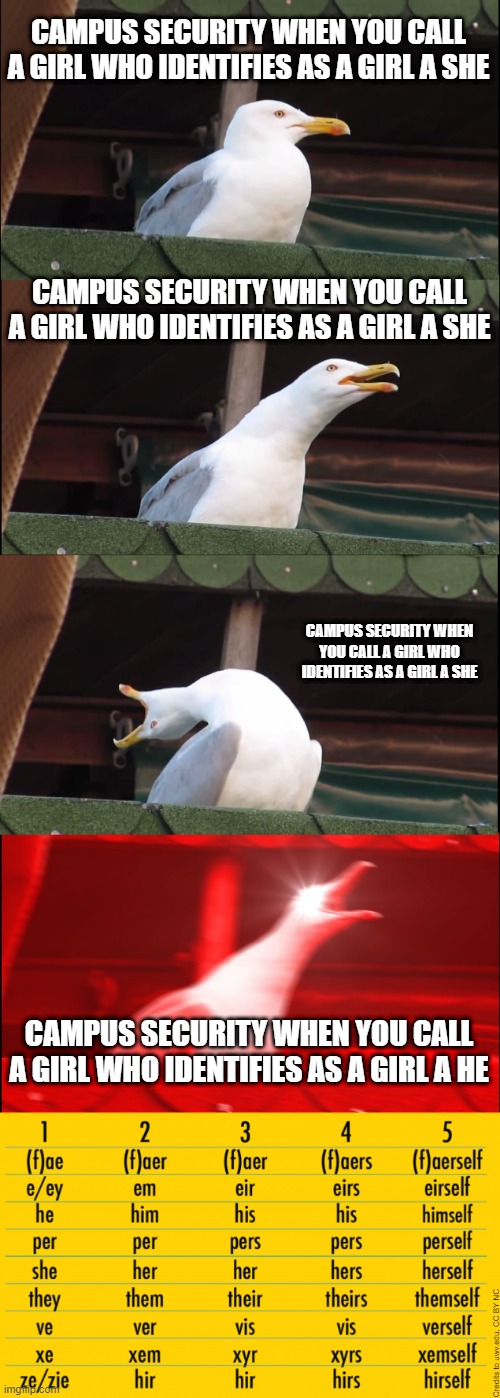 Campuses when... | CAMPUS SECURITY WHEN YOU CALL A GIRL WHO IDENTIFIES AS A GIRL A SHE; CAMPUS SECURITY WHEN YOU CALL A GIRL WHO IDENTIFIES AS A GIRL A SHE; CAMPUS SECURITY WHEN YOU CALL A GIRL WHO IDENTIFIES AS A GIRL A SHE; CAMPUS SECURITY WHEN YOU CALL A GIRL WHO IDENTIFIES AS A GIRL A HE; Credits to uwv.edu, CC BY NC | image tagged in memes,inhaling seagull,transgender,i prefer the real,political correctness,college liberal | made w/ Imgflip meme maker