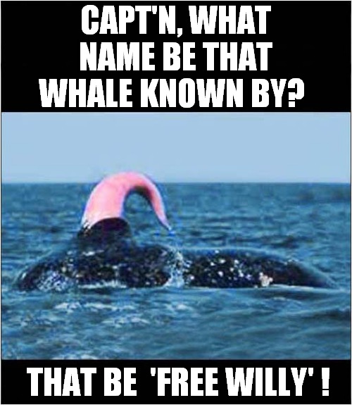 A Scary Sea Monster ? | CAPT'N, WHAT NAME BE THAT WHALE KNOWN BY? THAT BE  'FREE WILLY' ! | image tagged in frontpage,whales | made w/ Imgflip meme maker