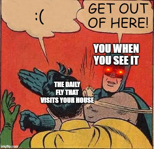 A fly that comes to your house | :(; GET OUT OF HERE! YOU WHEN YOU SEE IT; THE DAILY FLY THAT VISITS YOUR HOUSE | image tagged in memes,batman slapping robin | made w/ Imgflip meme maker