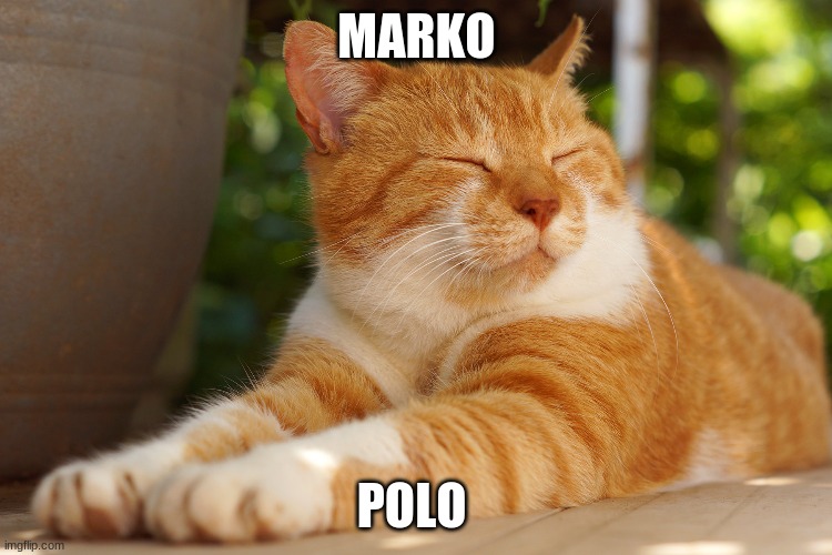 rbfyrbf | MARKO; POLO | image tagged in memes | made w/ Imgflip meme maker