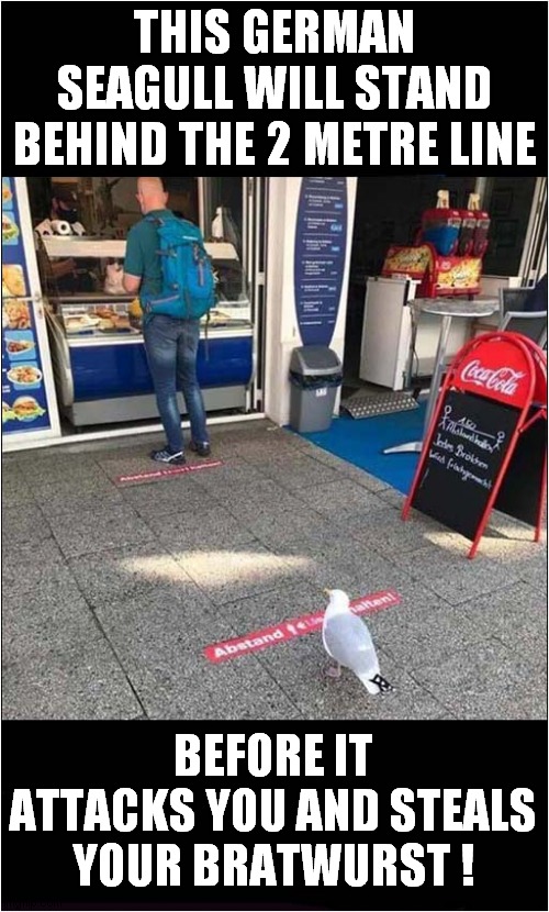 German Seagulls Obey Orders | THIS GERMAN SEAGULL WILL STAND BEHIND THE 2 METRE LINE; BEFORE IT ATTACKS YOU AND STEALS YOUR BRATWURST ! | image tagged in social distancing,german,seagulls | made w/ Imgflip meme maker