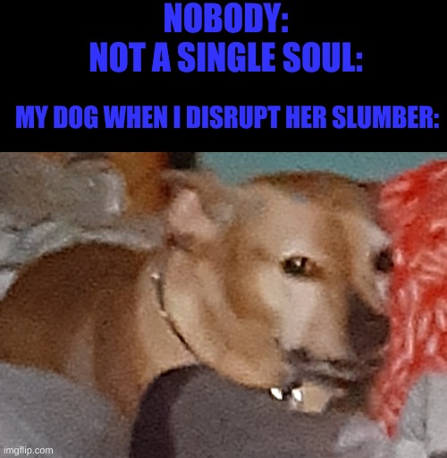 NOBODY:
NOT A SINGLE SOUL:; MY DOG WHEN I DISRUPT HER SLUMBER: | image tagged in meme | made w/ Imgflip meme maker