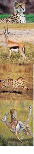 Cheetah template Blank Meme Template